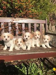 It's also free to list your available puppies and litters on our site. Cavachon Puppies For Sale Houston Tx 196275 Petzlover
