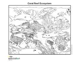 Get a great review of some important plant vocabulary with this info page. Coloring Pages National Geographic Society