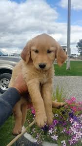 Golden retriever puppy for sale near kansas, morrill, usa. Golden Retriever Puppies For Sale Homedale Id 309637