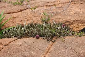 Image result for Stapelia leendertziae