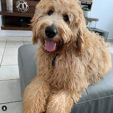 The f1b goldendoodle is a cross between a poodle and an f1 goldendoodle. Teddy Bear Goldendoodles For Sale In Alabama Health Tested