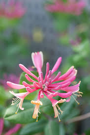 Image result for Caprifoliaceae