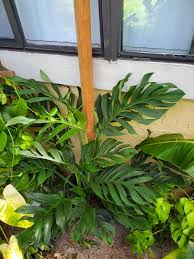 It tolerates low light, but you may see that it grows slower than usual and that the leaves become darker. Monstera Pinnatipartita Rarehouseplants