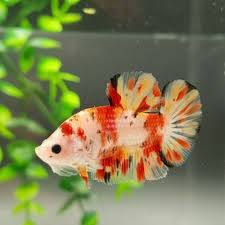 Pin On Beautiful Betta Fish