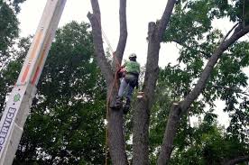 Please try again later, or report it to our customer service team. Maple Springs Tree Service Havelock Nc Tree Services Mapquest