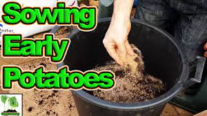How To Grow First Early Potatoes In Containers 2018 Best Crops Ever Youtube