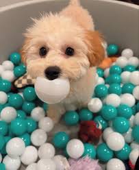 Is potty training an 8-month-old common?