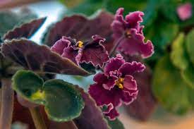 Flowers to grow indoors in winter. 5 Beautiful Flowers To Grow Indoors During The Cold Winter Months The Practical Planter
