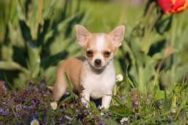 However, the reality is much different. When Will My Chihuahua S Ears Stand Up Pets4homes