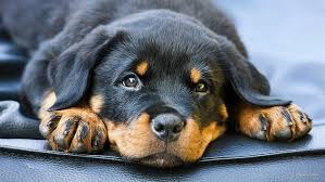 Rottweiler Hd Masaustu Duvar Kagitlari Bedava Indir Wallpaperbetter