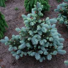 Picea glauca 'blue teardrop' specimen 1830 $ 750.00. We Re Sorry But Kwekerijmeuter Doesn T Work Properly Without Javascript Enabled Please Enable It To Continue Kwekerij Meuter Logo Kwekerij Meuter Menu Products About Us Contact Always Up To Date Newsletter Picea Picea Abies Acrocona Picea Abies