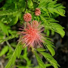 Image result for Calliandra haematocephala