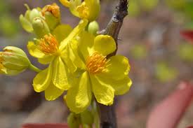 Image result for Ochna
