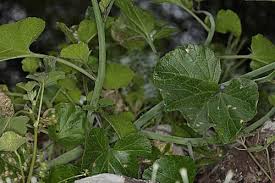 Image result for Crambe hispanica