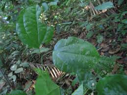 Image result for Calycosiphonia spathicalyx