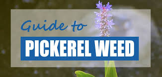 Check spelling or type a new query. Pickerelweed Facts Care Planting Guide Pontederia Cordata Pond Informer