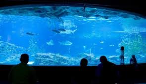 Sea Life Busan Aquarium All You Need To Know Before You Go