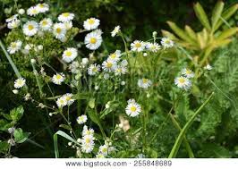 Check spelling or type a new query. Beautiful Weightless Chamomile Flowers With A Yellow Center And Small White Petals On A Green Backgr Image Stock Photo 255848689