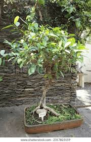 Image result for Ficus virens
