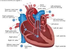 Pdf Augmented Reality To Teach Human Heart Anatomy And