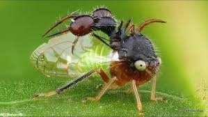 Image result for Eggelingia clavata