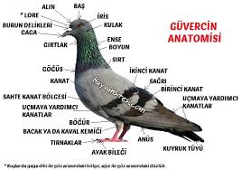 Haysev Guvercin Hastaliklari