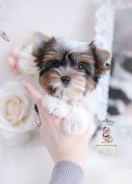 Akc yorkie puppies for sale accepting reservations on yorkie puppies, summer sale price $1200 as a pet for traditional color and parti yorkies are $1500 ! Parti Yorkie Puppies For Sale Teacup Puppies Boutique