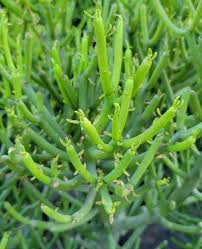 Image result for Euphorbia