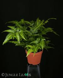 Image result for Rumohra adiantiformis