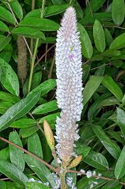 Image result for Uraria