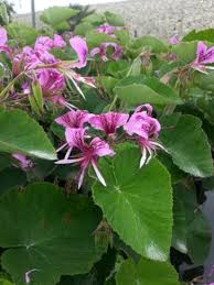 Image result for Pelargonium