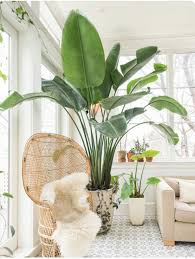 Pin By Valerie Crawford On Interior Design Love Common House Plants Easy Care Indoor Plants Interior