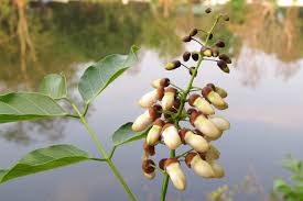 Image result for Millettia pinnata