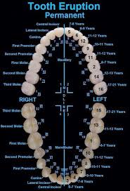 Tooth Eruption Chart For Permanent Teeth Dentalonlinecontinuingeducation Dentist Google Kedokteran Gigi Kedokteran Dental