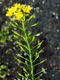 Image result for Rorippa