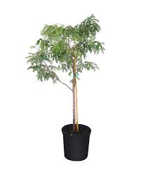 Image result for Tricalysia niamniamensis