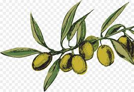 The castelvetrano tree requires dry, arid conditions to thrive, and we can find the olives growing in countries with this required climate, such as india and pakistan. Olive Tree Png Download 1032 709 Free Transparent Olive Png Download Cleanpng Kisspng