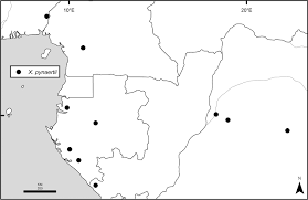 Image result for Monanthotaxis chasei