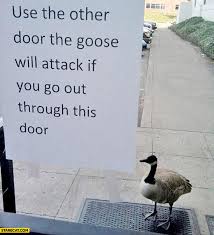 Couling was apparently caught off guard by the goose that attacked him. Use The Other Door The Goose Will Attack If You Go Out Through This Door Starecat Com