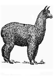 Coloring Alpaca Alpaca Coloring Page Free Printable Coloring Pages Jessie Captainamericagifts Com Alpaca llama animal with ethnic ornaments.