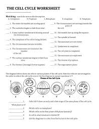The Cell Cycle Worksheet Cells Worksheet Cell Cycle Division Worksheets