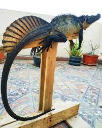 Damouraptor Philip D On Twitter In 2021 Weird Animals Cute Reptiles Reptiles