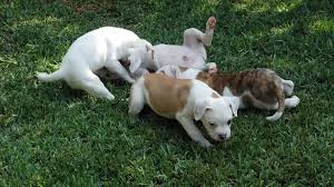 American bulldogs, american bulldog mix—gr8dnes (flickr.com). Four American Bulldog Puppies Home After Kidnapping Abc News
