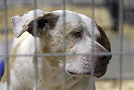 Maybe you would like to learn more about one of these? Aspca Seizes Near Record 600 Animals From No Kill Shelter