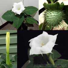 Image result for Datura inoxia