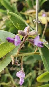 Image result for Philenoptera