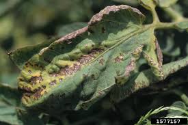 Image result for tomato seedling pseudomonas syringae pv tomato symptoms