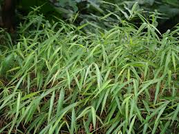 Image result for Microstegium fasciculatum