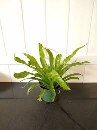 Image result for Asplenium christii