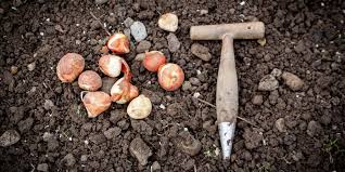 Scholz garten (also known as scholz beer garden) is a beer garden and restaurant in downtown austin, texas and the oldest operating business in texas. Tulpenzwiebeln Jetzt Setzen Wie Das Geht Jetzt Auf Farmticker Ch